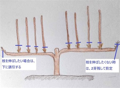 無花果摘心|イチジク栽培 品種や育て方で変わる摘芯・芽かき・。